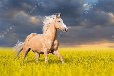 picture of a palomino|1,784 Palomino Horses Premium High Res Photos